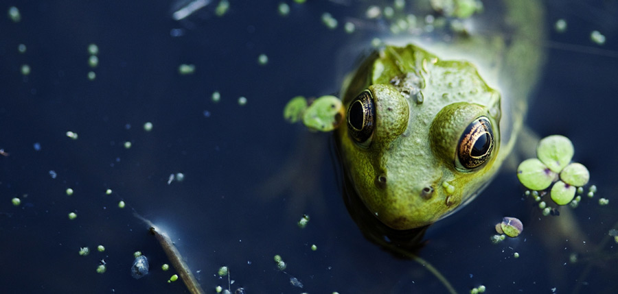 Volcanic arcs and oceanic trenches 